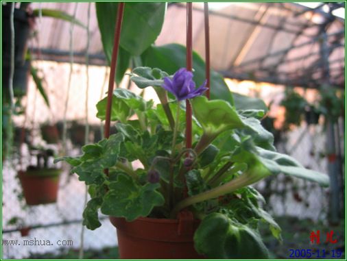 [����]��������֮ͼƬ�Ƚ�