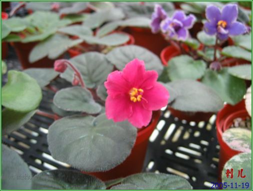 [����]��������֮ͼƬ�Ƚ�