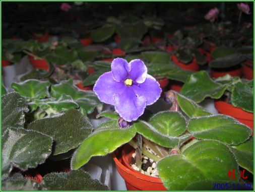 [����]��������֮ͼƬ�Ƚ�