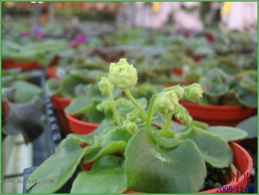 [����]��������֮ͼƬ�Ƚ�