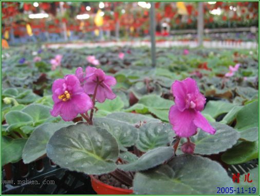 [����]��������֮ͼƬ�Ƚ�