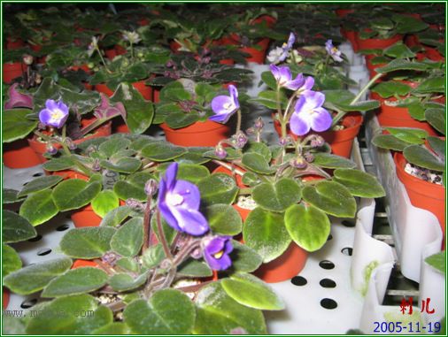 [����]��������֮ͼƬ�Ƚ�