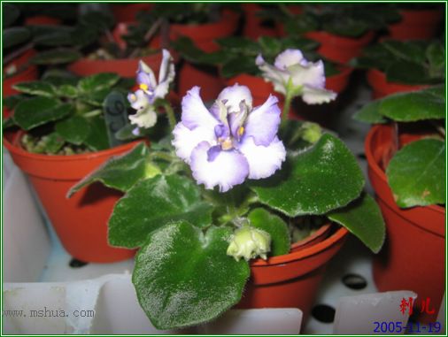 [����]��������֮ͼƬ�Ƚ�