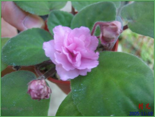 [����]��������֮ͼƬ�Ƚ�