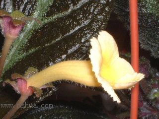 Kee Wee - ����