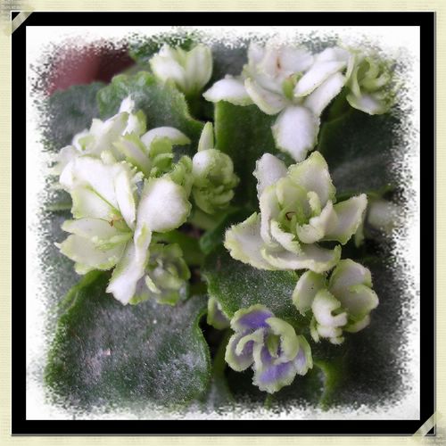 [����]Rachel������С�ǣ�P20�ҵĹ���̨��