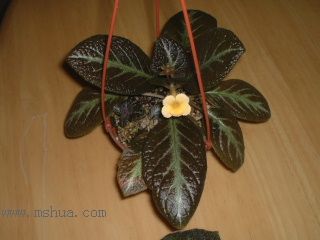 Kee Wee - ����