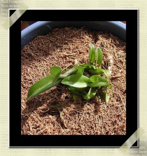 [��ˮ]�����������ʲô��������p4�Ѿ���ֲ�ޣ���