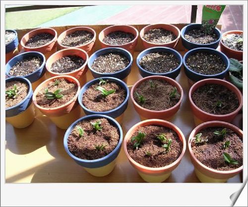 [��ˮ]�����������ʲô��������p4�Ѿ���ֲ�ޣ���