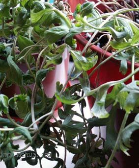 [ԭ��]�ɰ������죭����,������