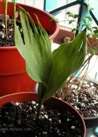 [ԭ��]�ɰ������죭����,������