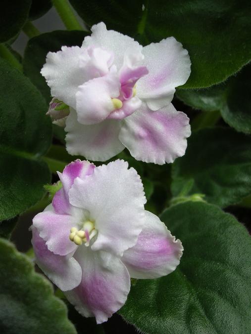 [��ˮ]��������ˮ��