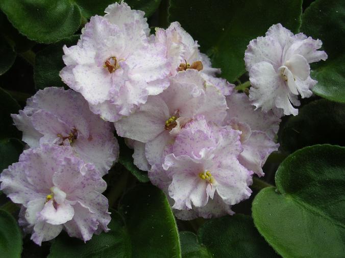 [��ˮ]��������ˮ��