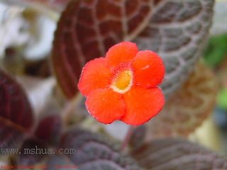 Kee Wee - ����