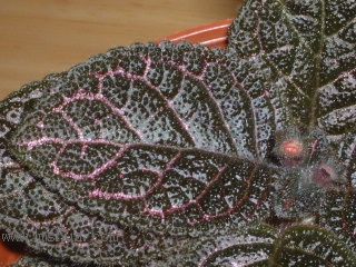 Kee Wee - ����