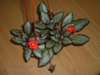 Kee Wee - ����