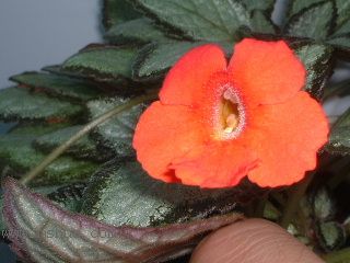 Kee Wee - ����