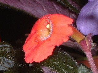 Kee Wee - ����