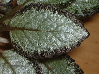 Kee Wee - ����