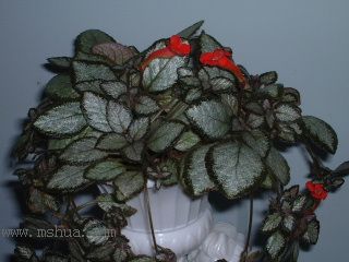 Kee Wee - ����