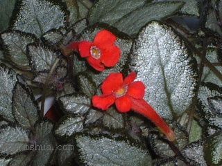 Kee Wee - ����