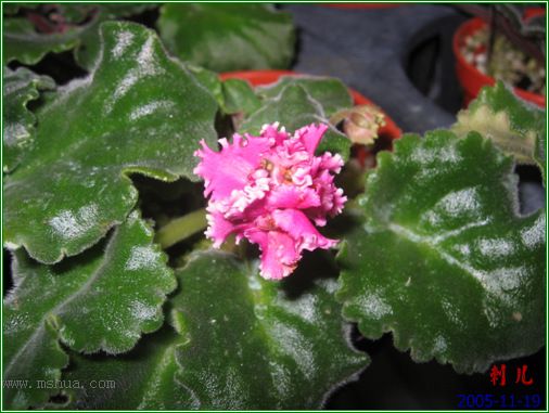 [����]��������֮ͼƬ�Ƚ�