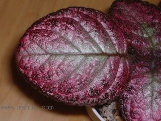 Kee Wee - ����