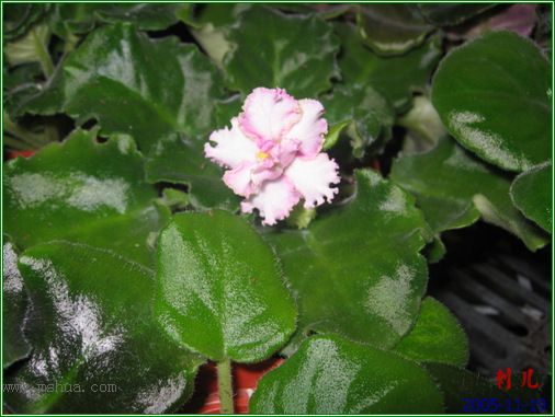 [����]��������֮ͼƬ�Ƚ�