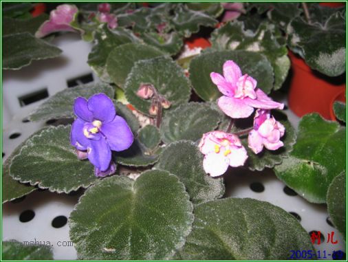 [����]��������֮ͼƬ�Ƚ�