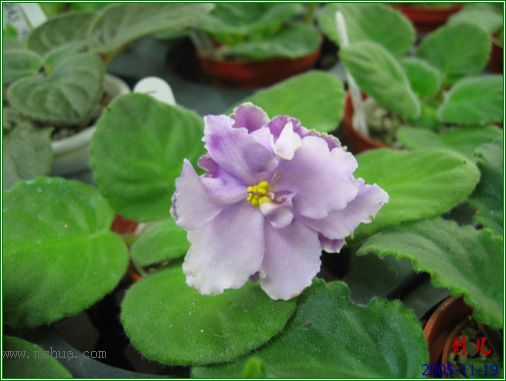 [����]��������֮ͼƬ�Ƚ�