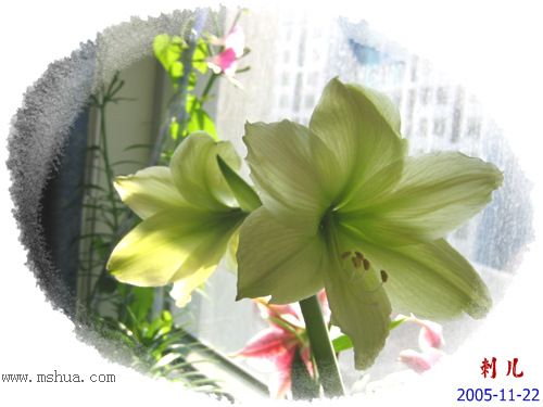 ˯�ѵ�����P8����ɫ�춥��ʢ����