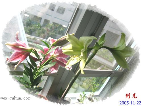 ˯�ѵ�����P8����ɫ�춥��ʢ����