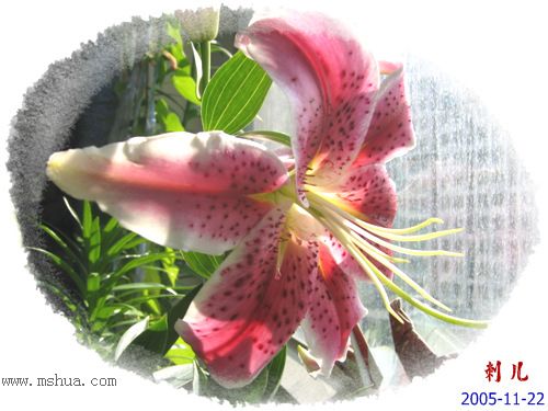 ˯�ѵ�����P8����ɫ�춥��ʢ����