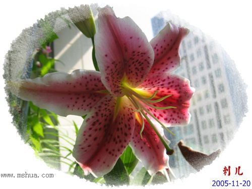 ˯�ѵ�����P8����ɫ�춥��ʢ����