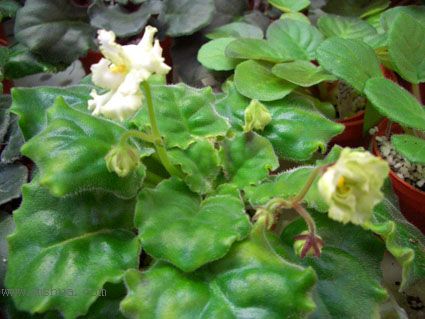 [����]��������֮ͼƬ�Ƚ�