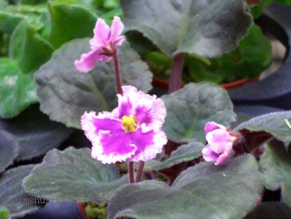 [����]��������֮ͼƬ�Ƚ�