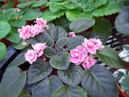 [����]��������֮ͼƬ�Ƚ�