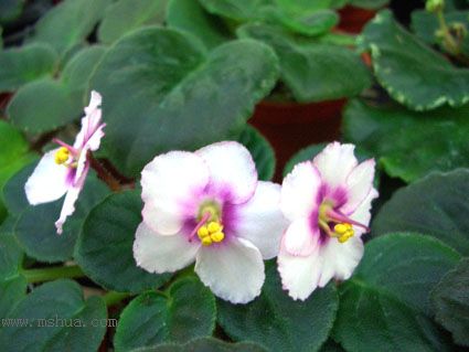 [����]��������֮ͼƬ�Ƚ�