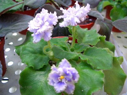 [����]��������֮ͼƬ�Ƚ�