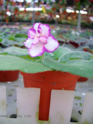 [����]��������֮ͼƬ�Ƚ�