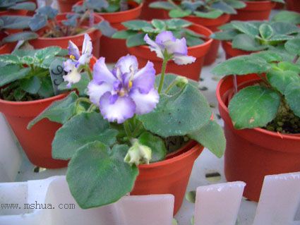 [����]��������֮ͼƬ�Ƚ�