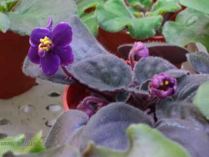 [����]��������֮ͼƬ�Ƚ�