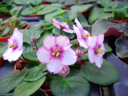 [����]��������֮ͼƬ�Ƚ�