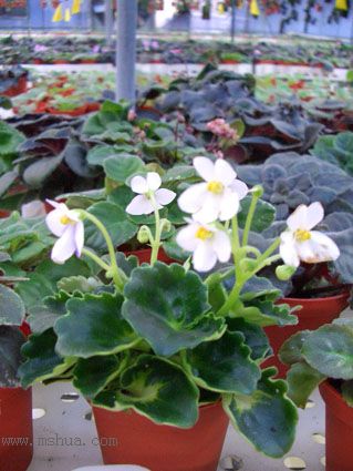 [����]��������֮ͼƬ�Ƚ�