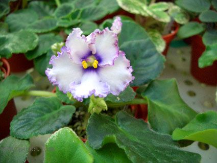 [����]��������֮ͼƬ�Ƚ�