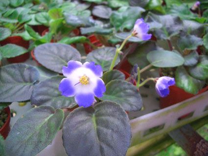 [����]��������֮ͼƬ�Ƚ�