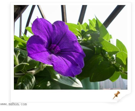 ��hoho���������ﲥ������P5���¸��£�