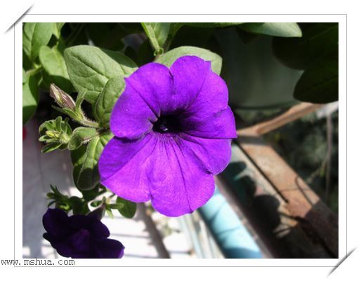 ��hoho���������ﲥ������P5���¸��£�