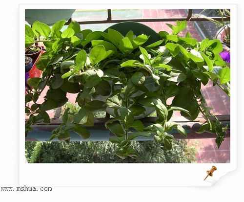 ��hoho���������ﲥ������P5���¸��£�