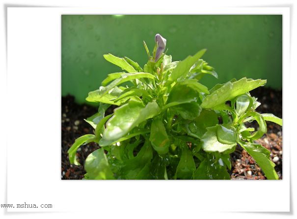 ��hoho���������ﲥ������P5���¸��£�